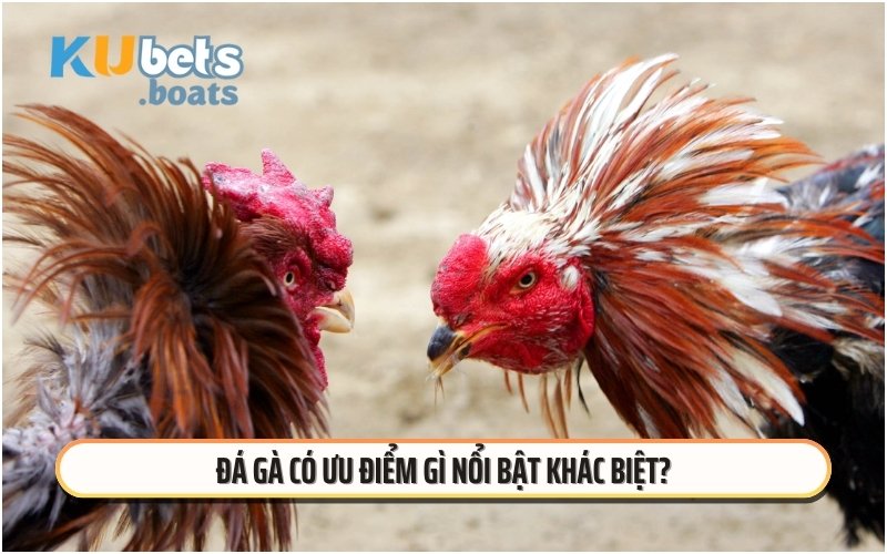 Đá gà có ưu điểm gì nổi bật khác biệt?