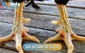 Vảy Gà Tam Tài Tứ Quý - Cách Nhận Biết Chuẩn Sư Kê Lâu Năm